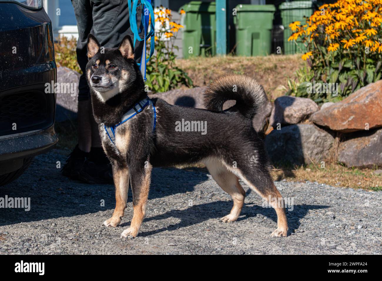 Shiba Inu dog stands on its hind legs on the street Stock Photo