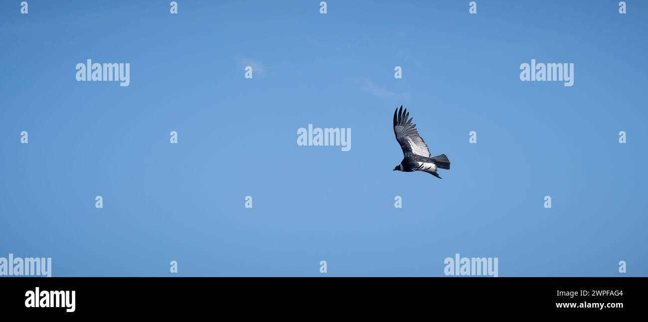 Condor flying in Cauca, Colombia Stock Photo