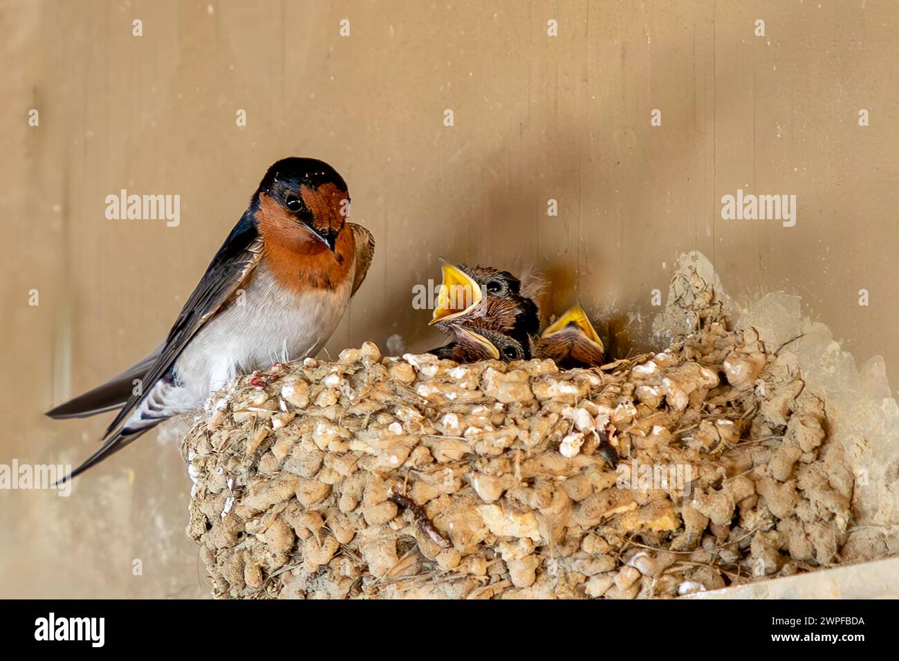 A welcome swallow (Hirundo neoxena) feeds its hungry chicks in a nest at Roaring Bay on the South Island of New Zealand. Stock Photo