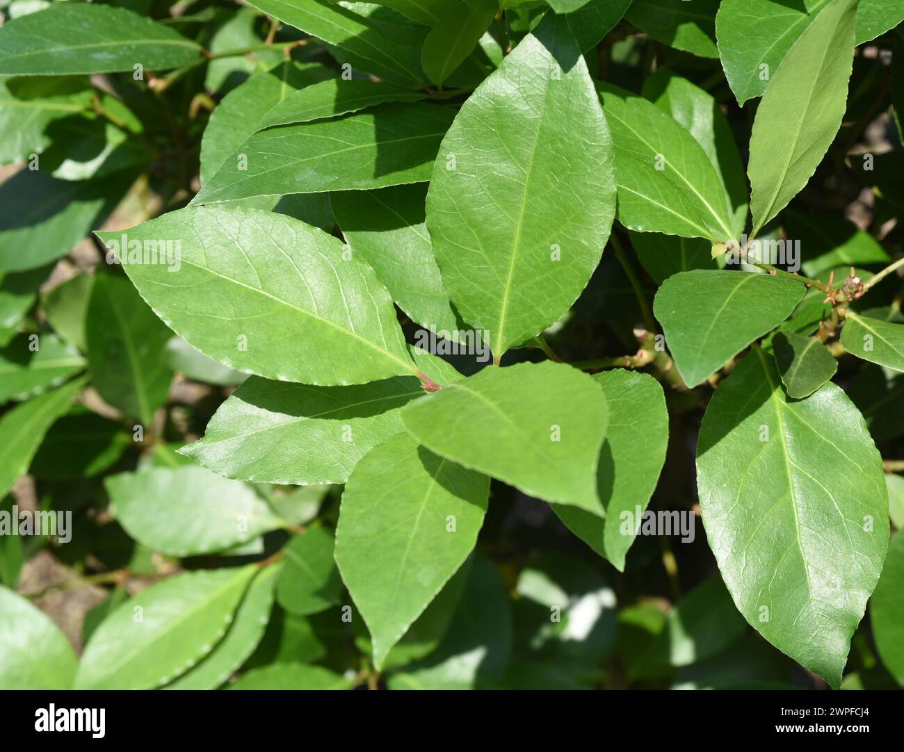 Immergruene Lorbeer ist ein ideales Gewuerz für die Terrasse und die Kueche. Lorbeer verleiht den Speisen einen leicht wuerzigen Geschmack. This everg Stock Photo