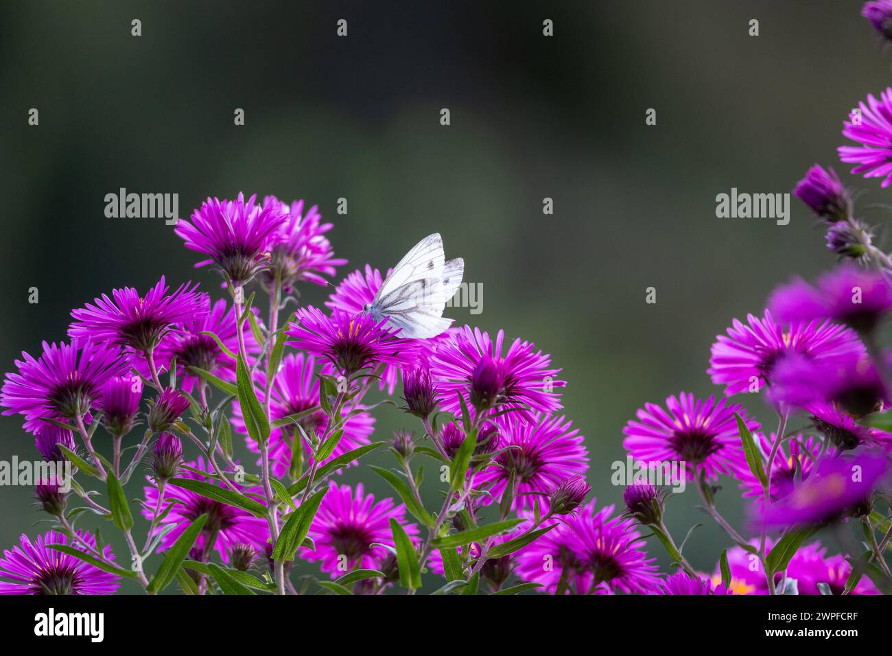 A cabbage butterfly, Pieris rapae, visits a purple Arlington flower in Sauerland Stock Photo
