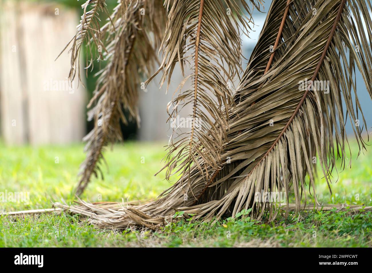 Dead palm tree with dry branches on Florida home backyard. Tree removal ...