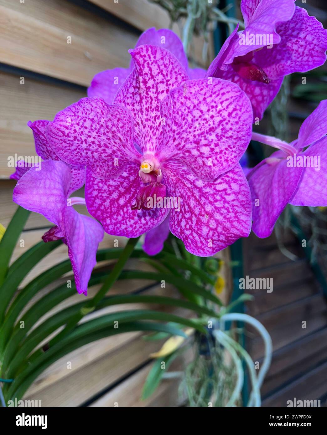 Schmetterlingsorchideen, Phalaenopsis, sind besonders schoene Blumen fuer Innenraeume die besonders lange bluehen und die es in vielen Farben gibt. Bu Stock Photo