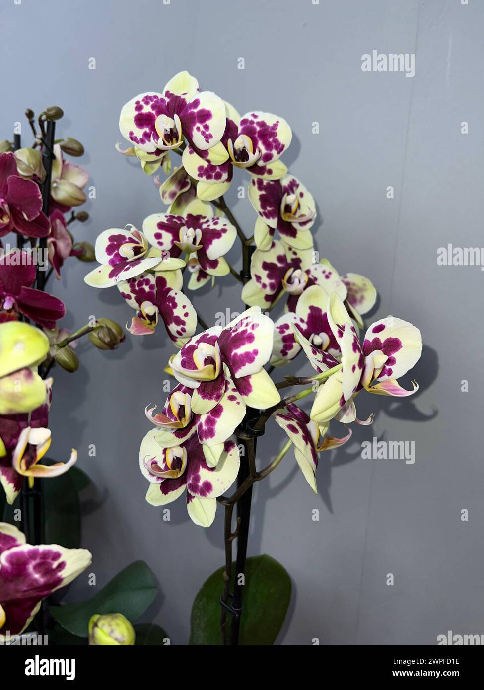 Schmetterlingsorchideen, Phalaenopsis, sind besonders schoene Blumen fuer Innenraeume die besonders lange bluehen und die es in vielen Farben gibt. Bu Stock Photo