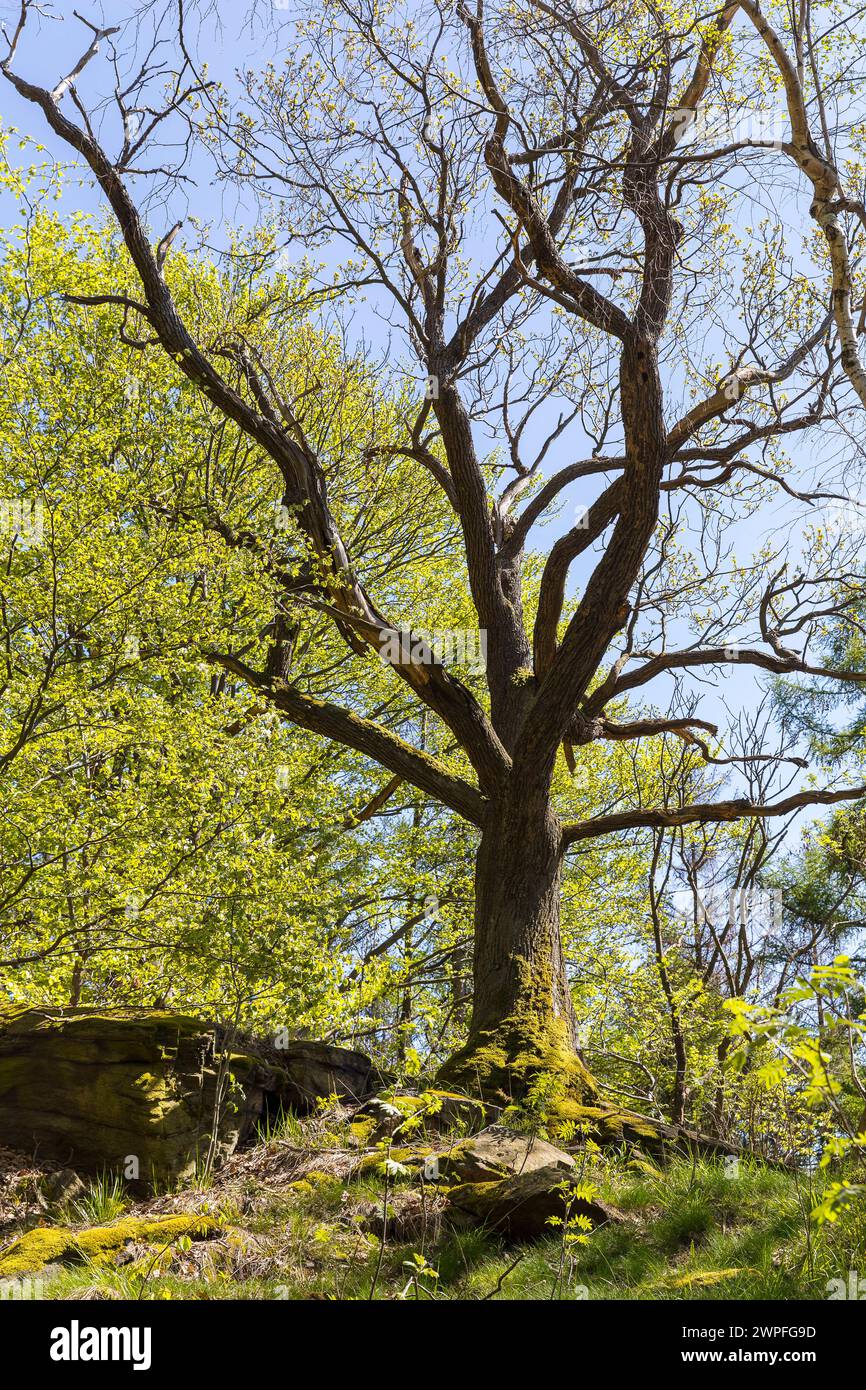 blühende alte Eiche quercus im Wald am Hohlen Stein bei Oelsen, Bad Gottleuba, Sachsen, Deutschland *** blossoming old oak quercus in the forest at Ho Stock Photo