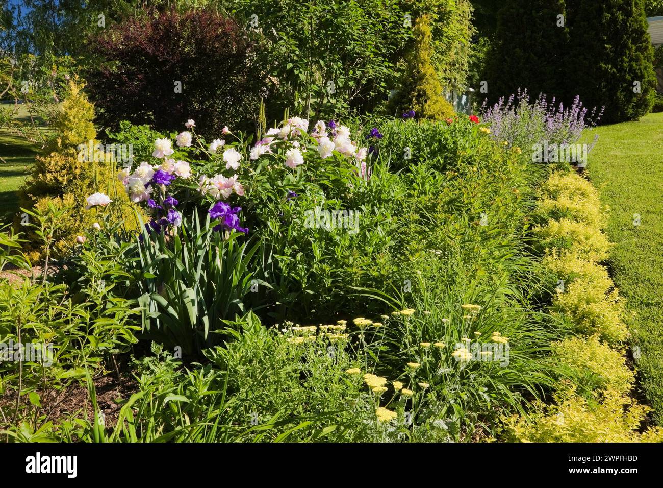 Spiraea japonica 'Gold Flame' - Spirea shrubs, pink Paeonia - Peony, yellow Achillea millefolium - Yarrow flowers in border in backyard garden. Stock Photo