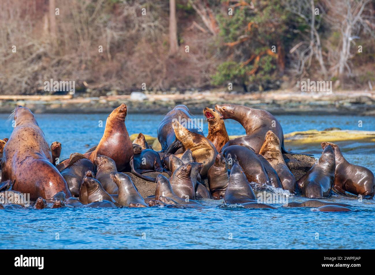 Hornby island hi-res stock photography and images - Alamy