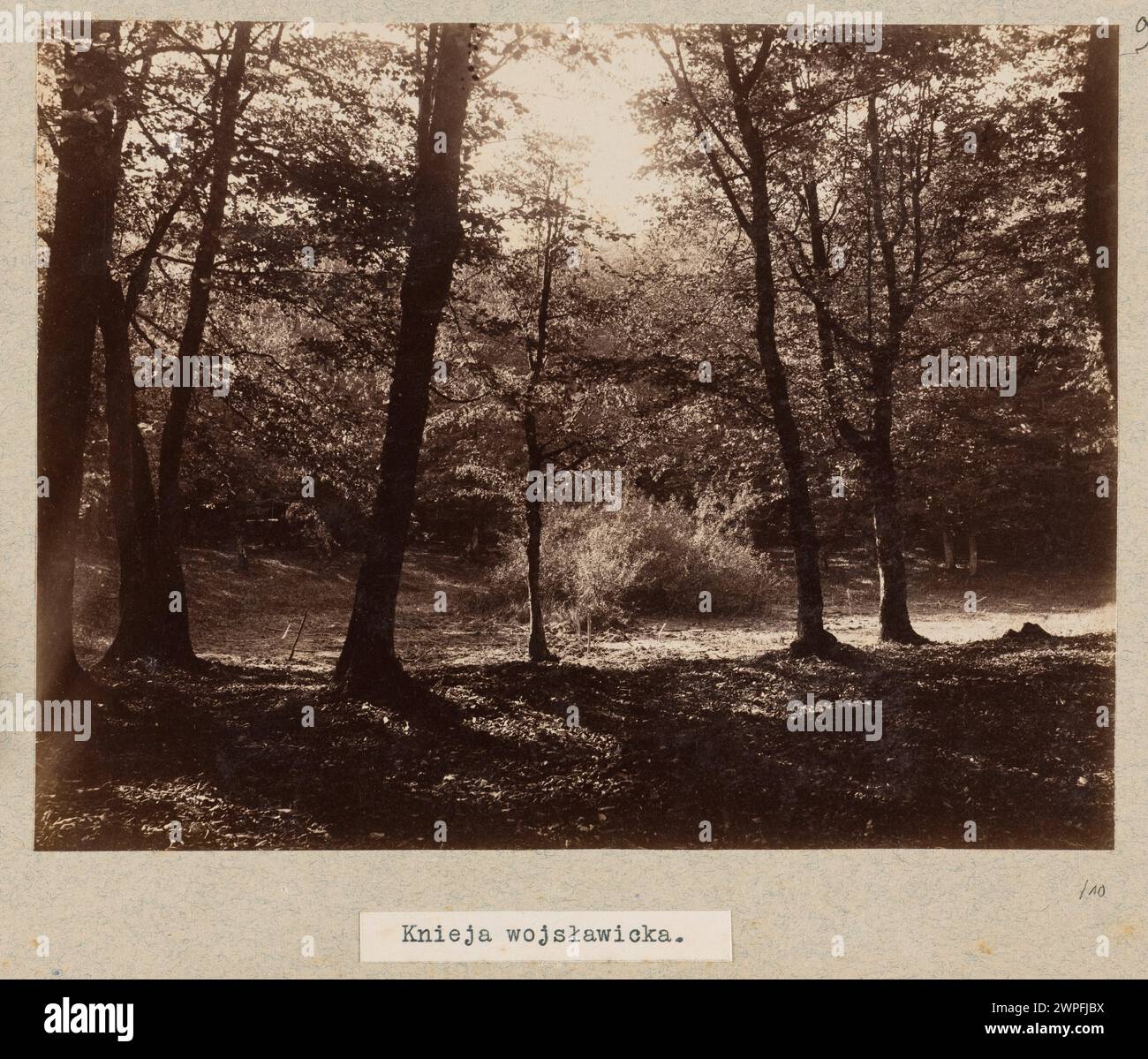 Knieja Wojsławicka; Czachórski, Władysław (1850-1911); after 1879 (1879-00-00-1911-00-00);Wojsławice (Lubelskie Voivodeship), landscapes, forest landscapes, purchase (provenance) Stock Photo