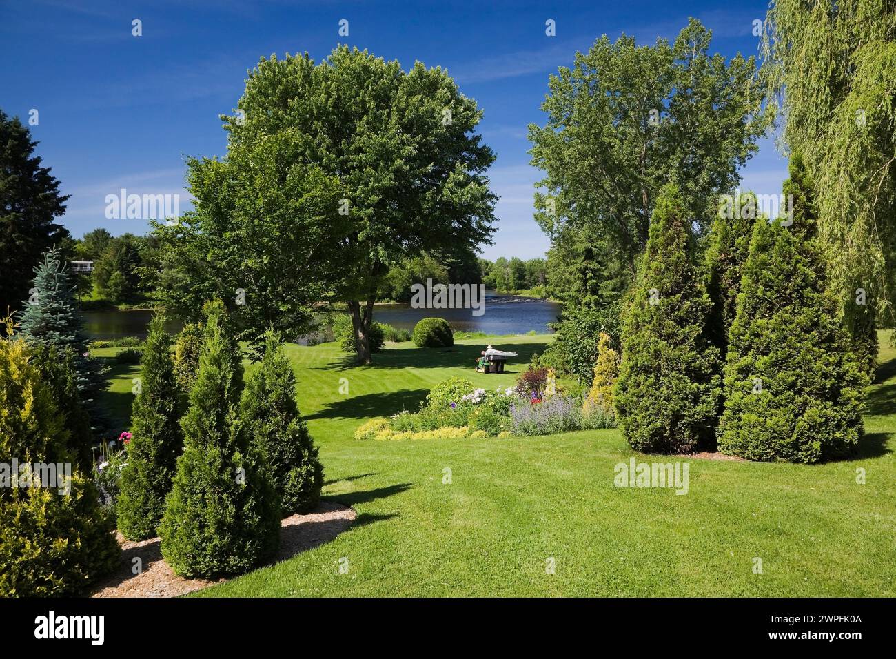 Manicured green grass lawn with trimmed Thuja - Cedar and deciduous trees in borders in backyard garden in late spring. Stock Photo