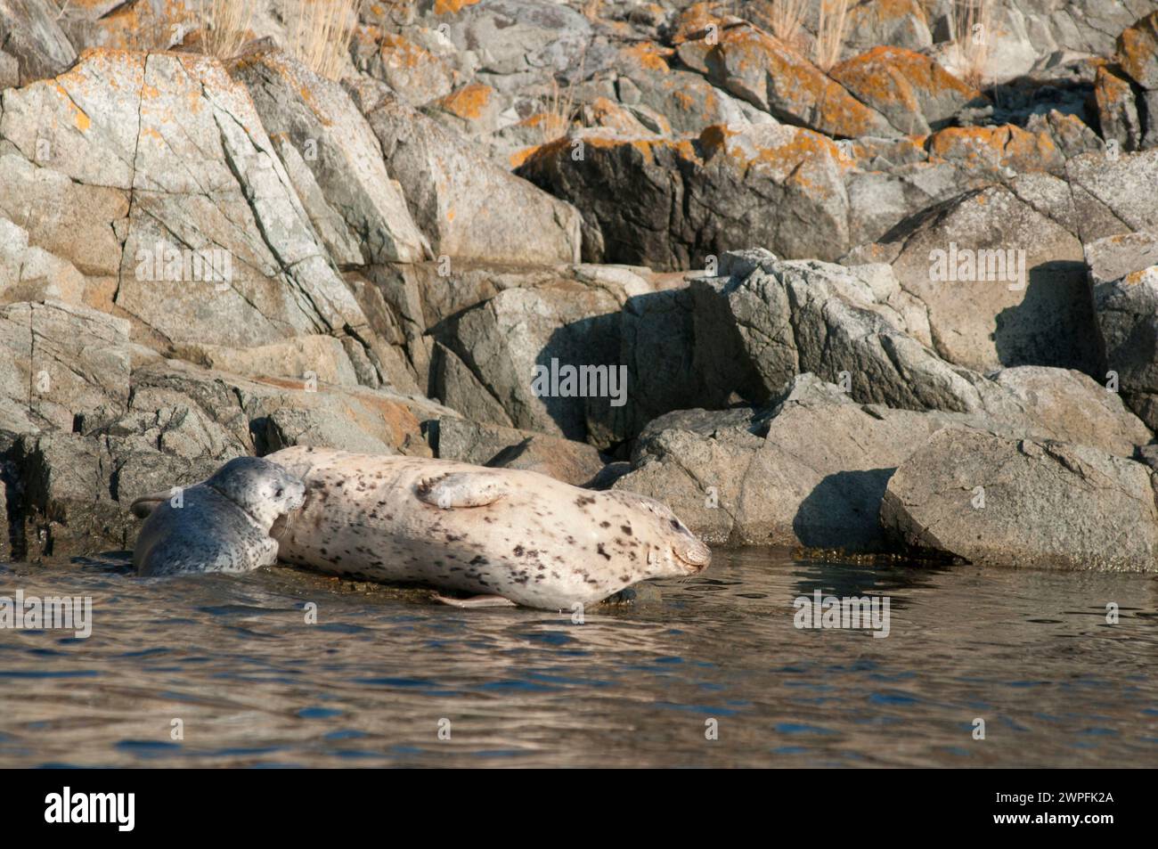Harbor Seals or Common Seal, Phoca vitulina, in British Columbia Canada