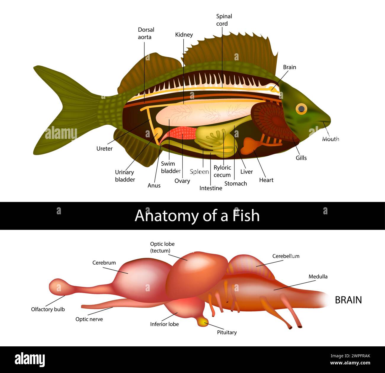 Anatomy of a fish brain of primitive fish. Fish internal organs. Vector illustration Stock Vector