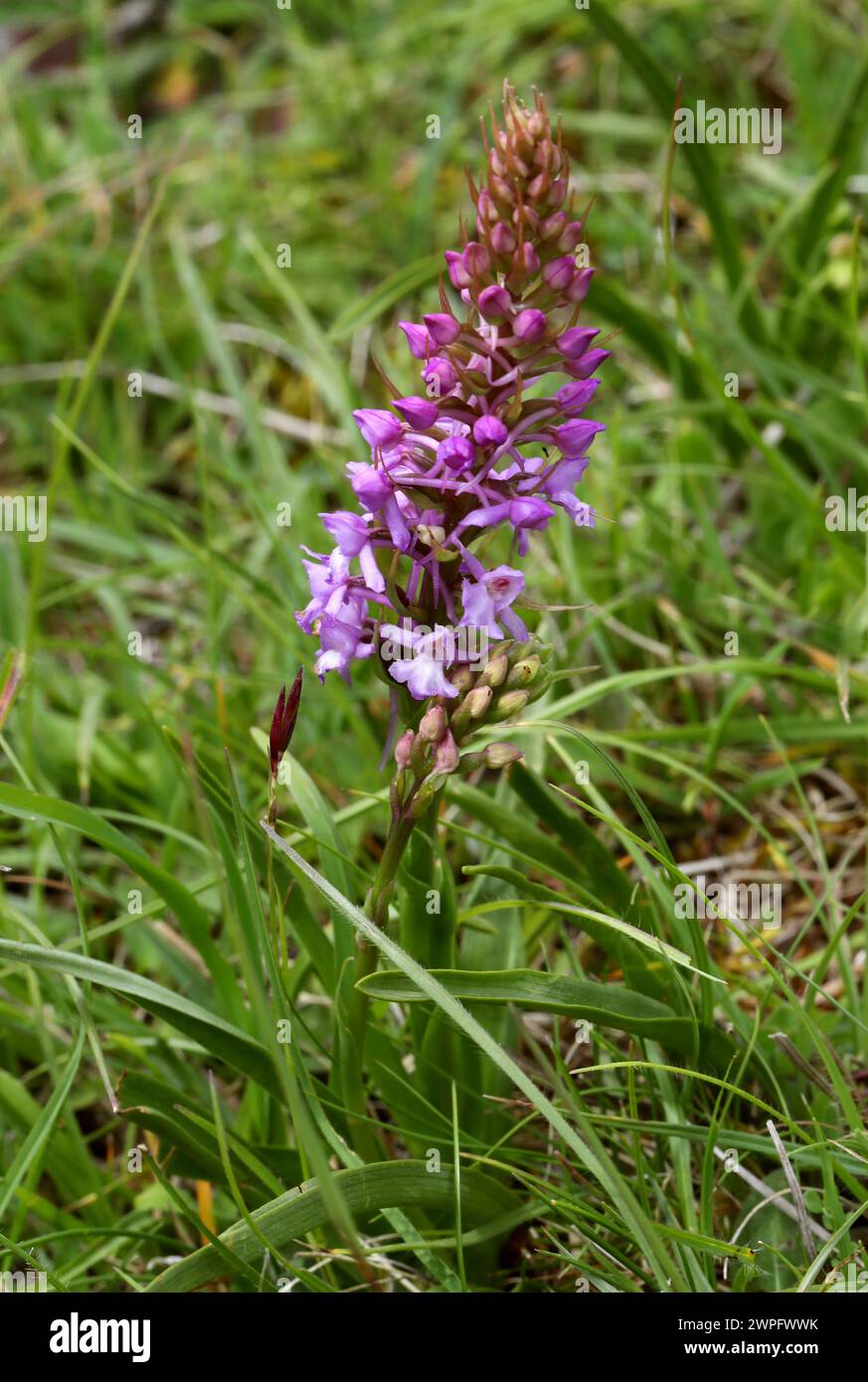 Fragrant Orchid, Gymnadenia conopsea, Orchidaceae. Aston Clinton, Buckinghamshire. Gymnadenia conopsea, commonly known as the fragrant orchid or chalk Stock Photo