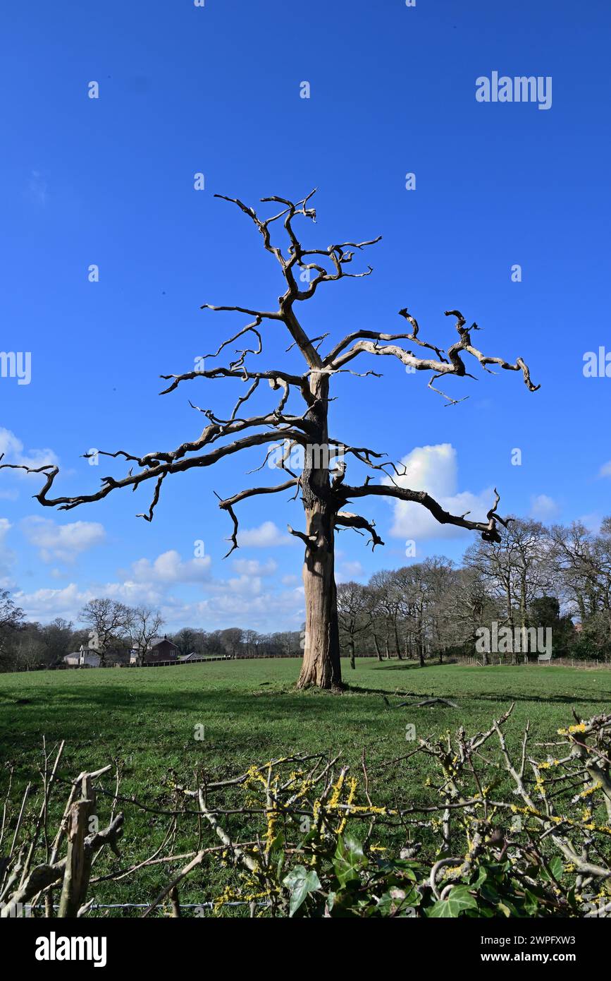 Around the UK- Dead tree Stock Photo