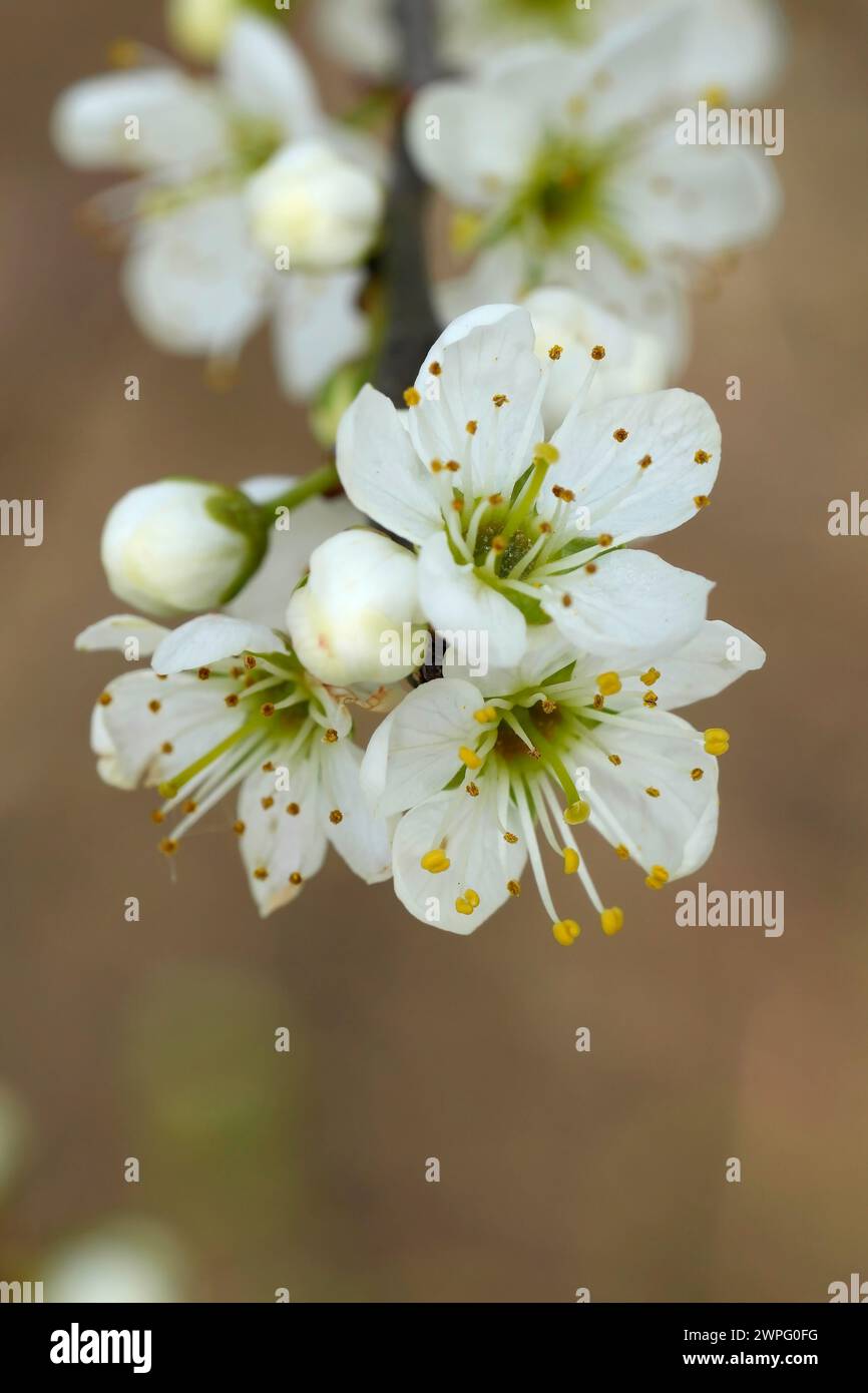 Natural closeup on an abundant white blossoming blackthorn shrub, Prunus spinosa Stock Photo