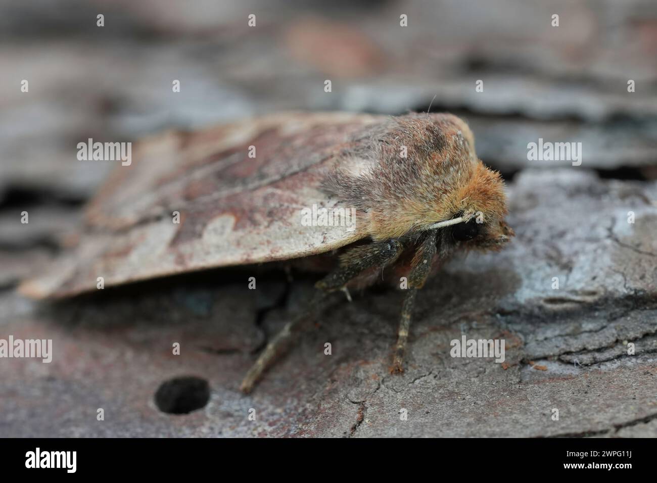 Detailed closeup on the Red-headed Chestnut owlet moth, Conistra erythrocephala sitting on wood Stock Photo