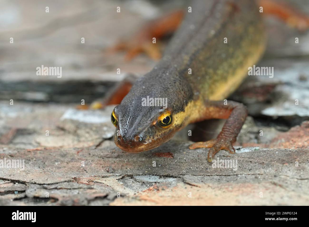 Detailed closeup on a female smooth newt, Lissotriton vulgaris, sitting on wood Stock Photo