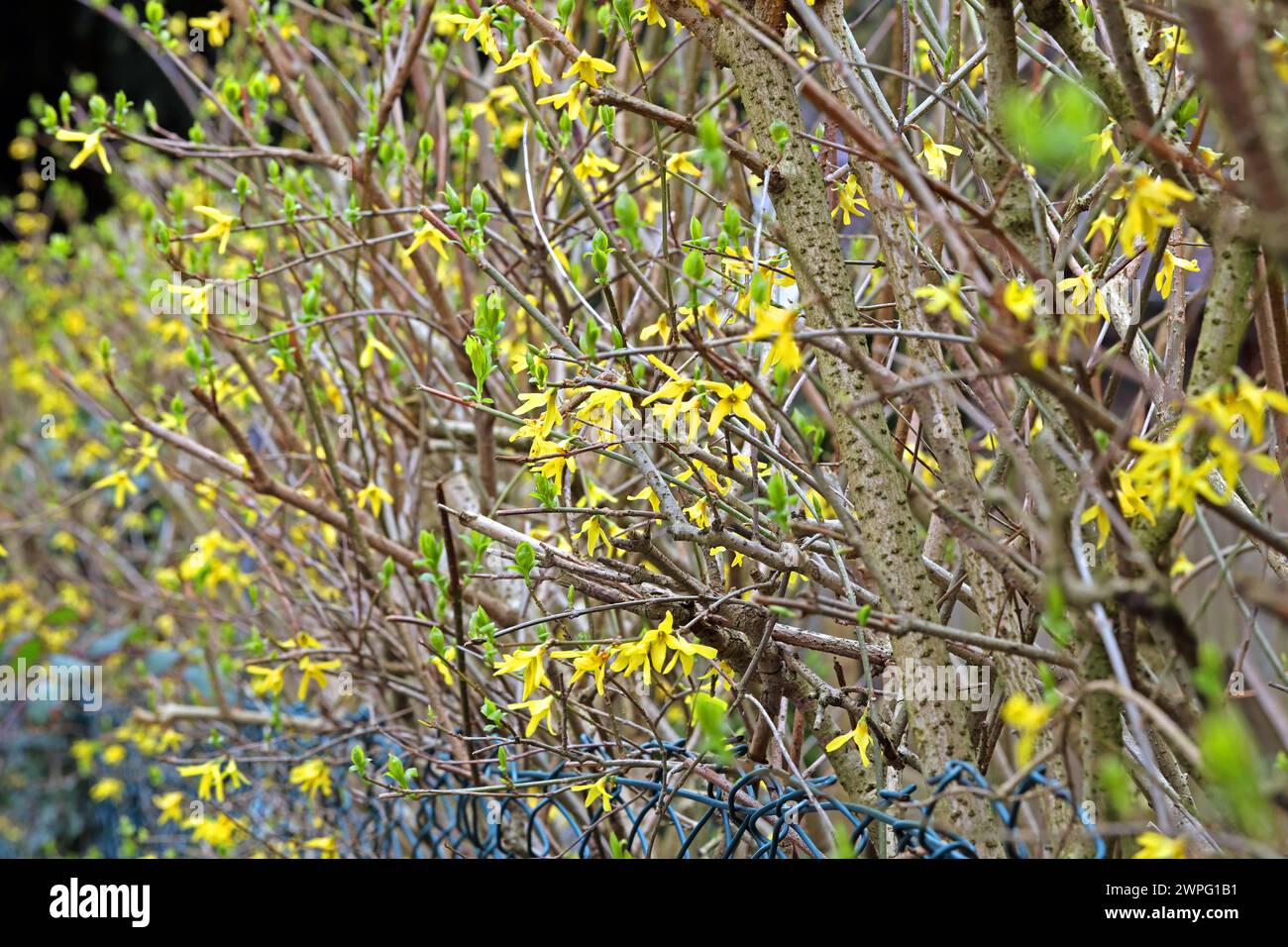 Frühjahrsblüher für Garten und Park Blühende Goldglöckchen im Frühling an einer Einfriedung *** Spring bloomers for gardens and parks Goldbells in bloom along a fence in spring Stock Photo