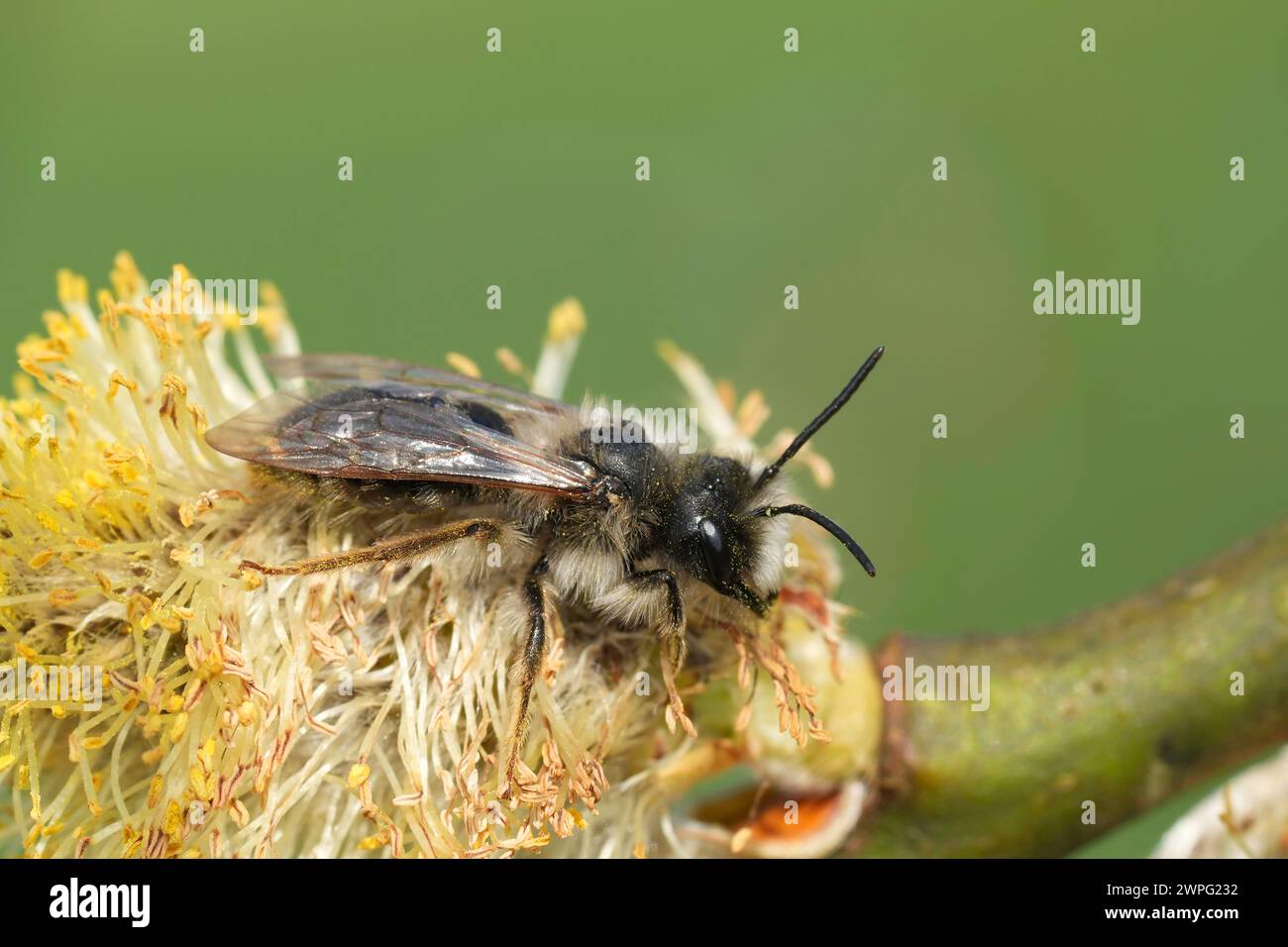 Natural detailed closeup on a male Grey-backed mining bee, Andrena vaga on a pollen loaded yellow Willow catkin Stock Photo