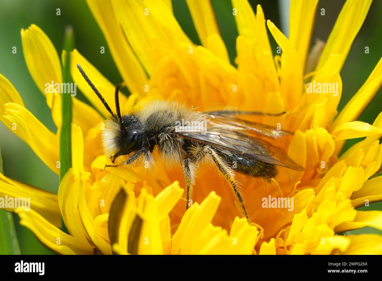 Colorful closeup on a male Nycthemeral mining bee, Andrena nychtemera in a yellow dandelion flower Stock Photo
