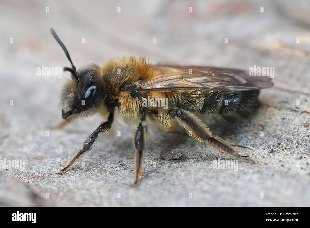 Detailed frontal closeup on a hairy male of the Early Cellophane Bee, Colletes cunicularius sitting on wood Stock Photo