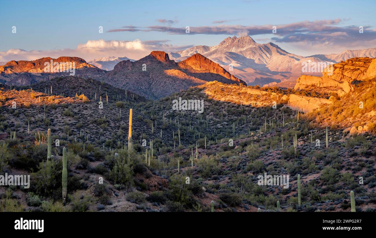 Four Peaks Mountain in Sonoran Desert with scattered saguaros at sunset, Arizona. Stock Photo