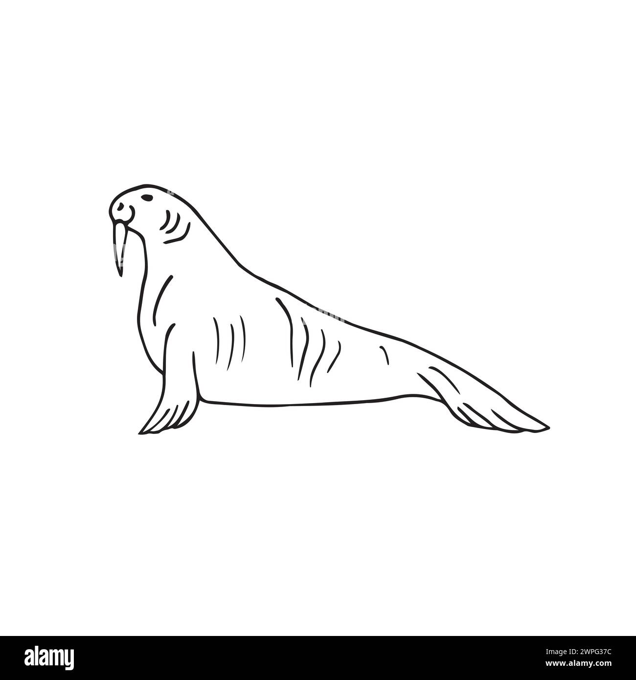 Vector hand drawn doodle sketch walrus Stock Vector Image & Art - Alamy