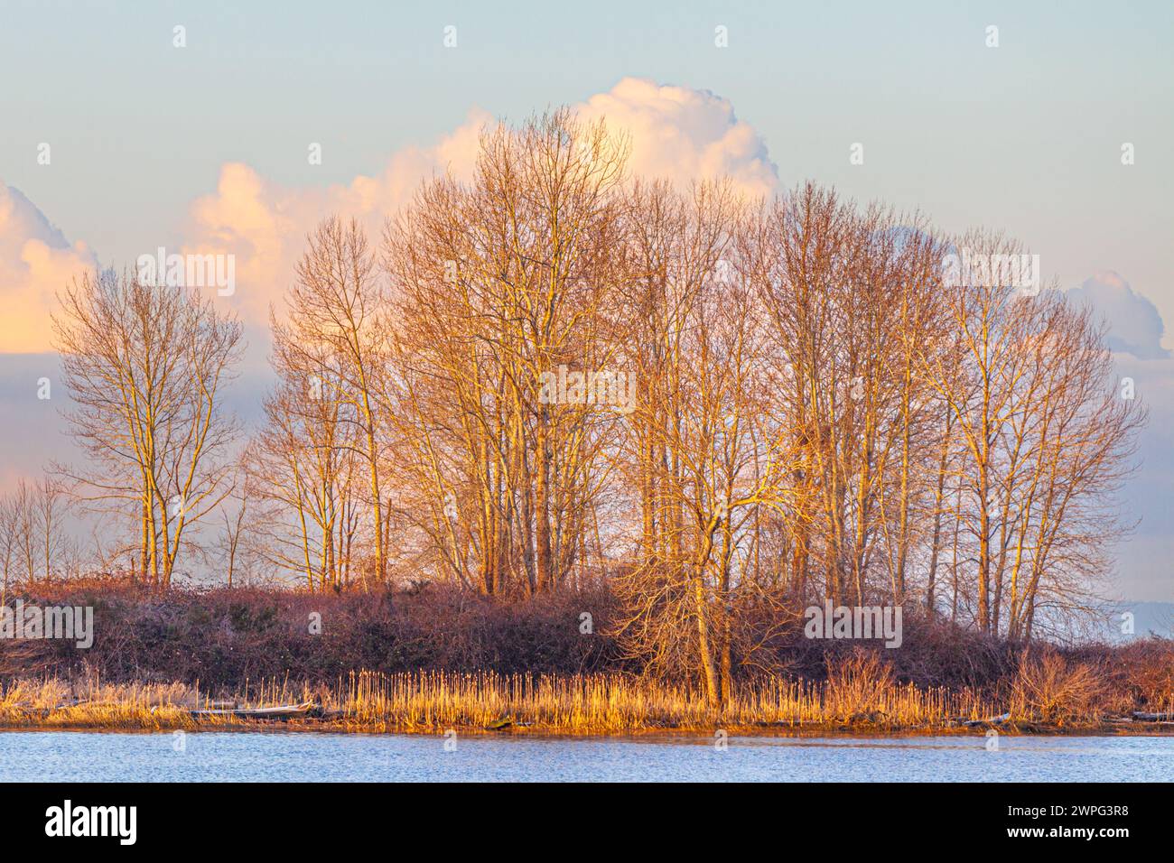 Early morning light on Shady Island as seen from Steveston in Canada Stock Photo