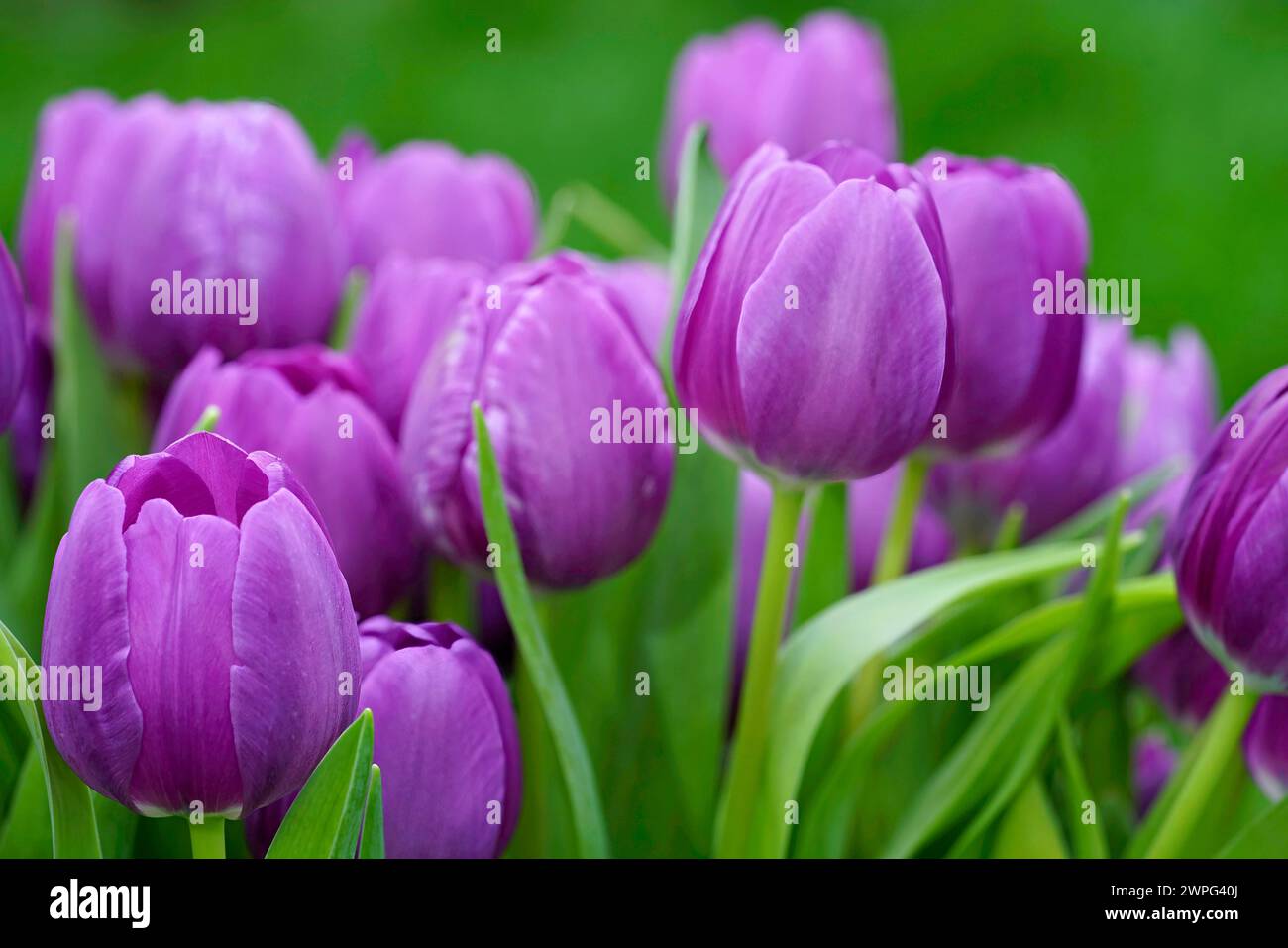 Natural colorful closeup on a group of purple Tulips, Tulipa flowers against a green background Stock Photo