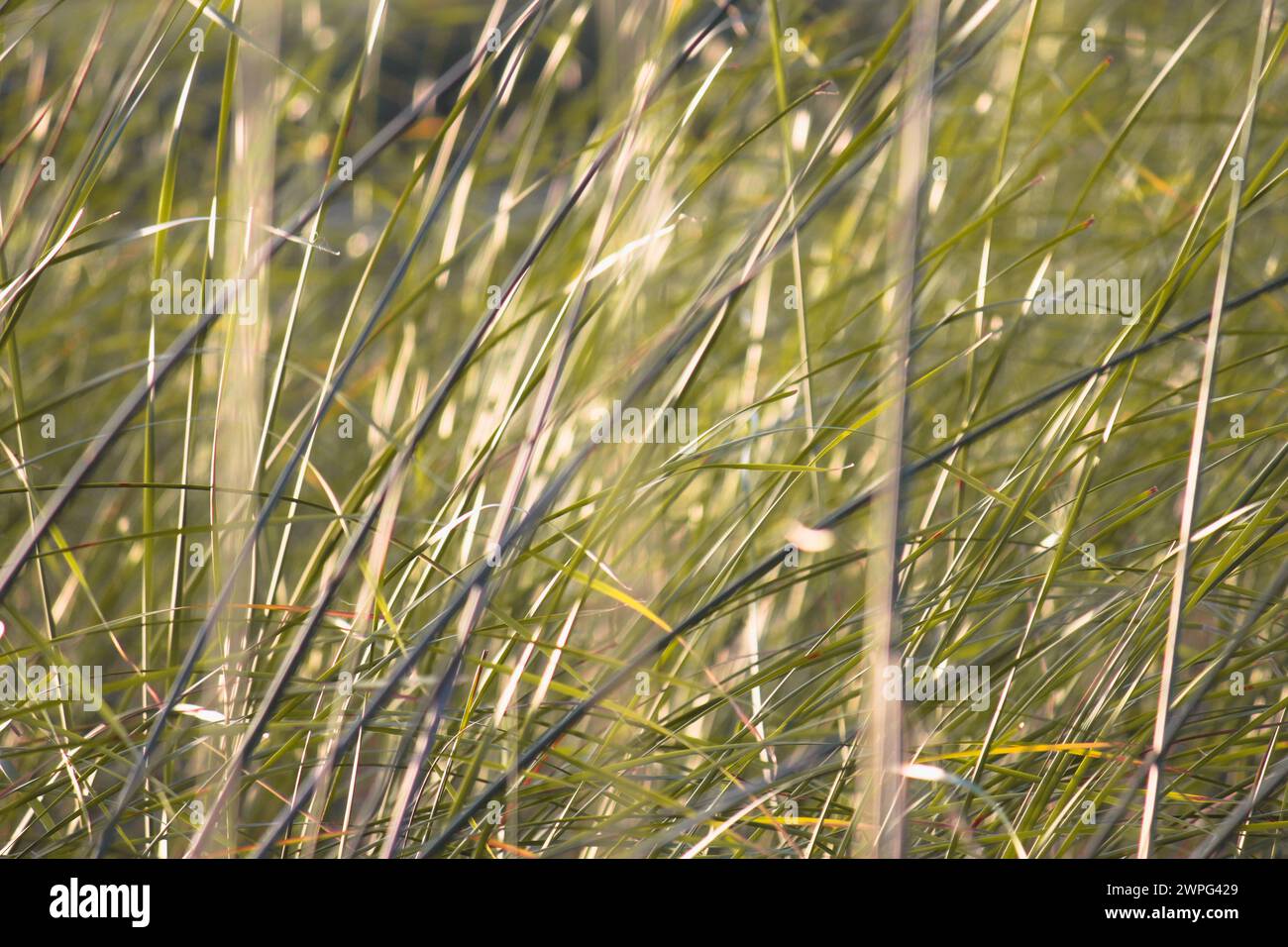 Tall grass sways hi-res stock photography and images - Alamy
