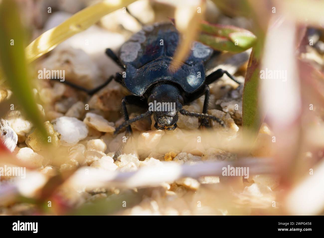 macro photography of an insect beetle on a sunny day in the Atacama Desert, Chile Stock Photo