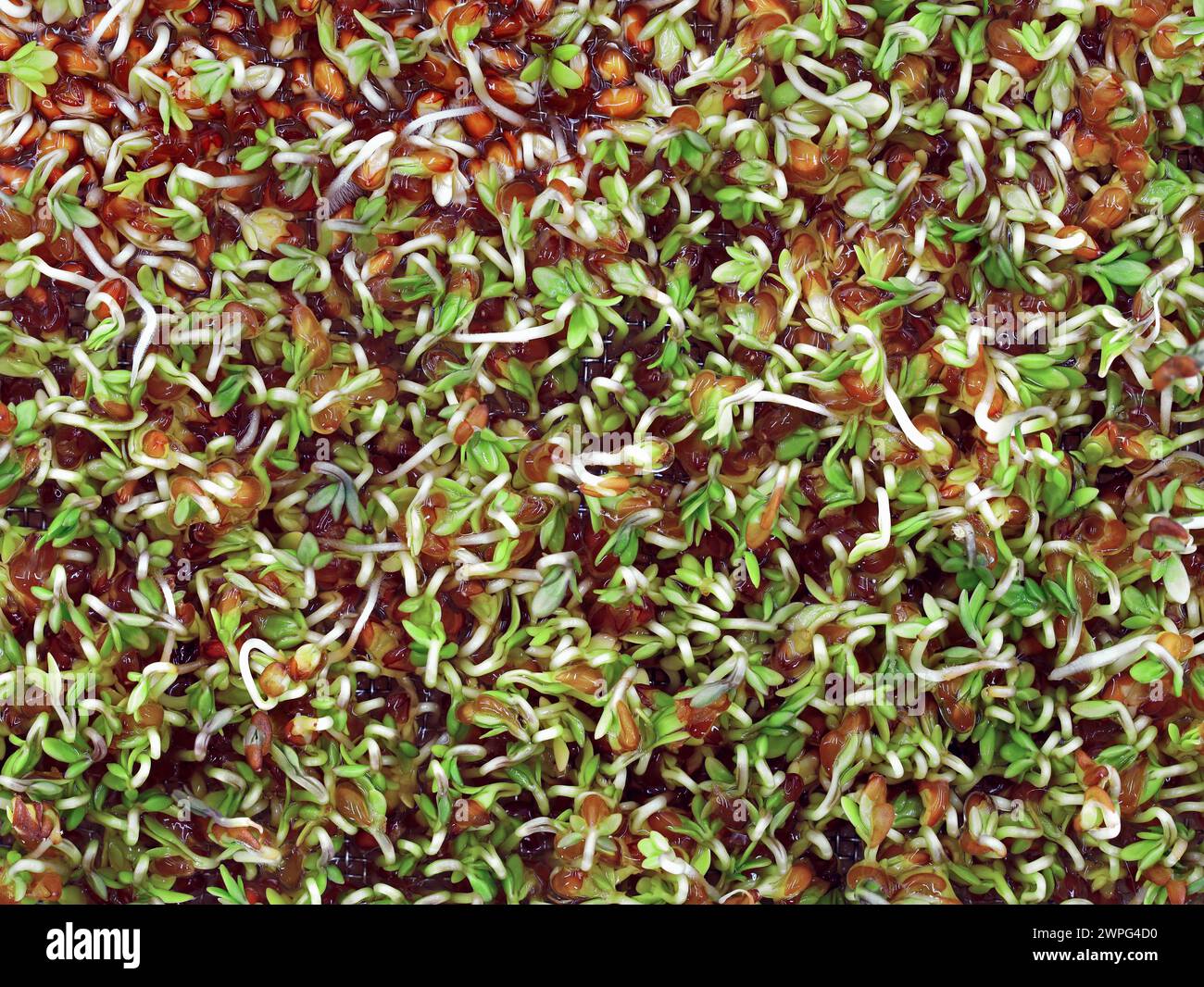 germinating cress seeds, lepidium sativum, sprouts of young cress ...