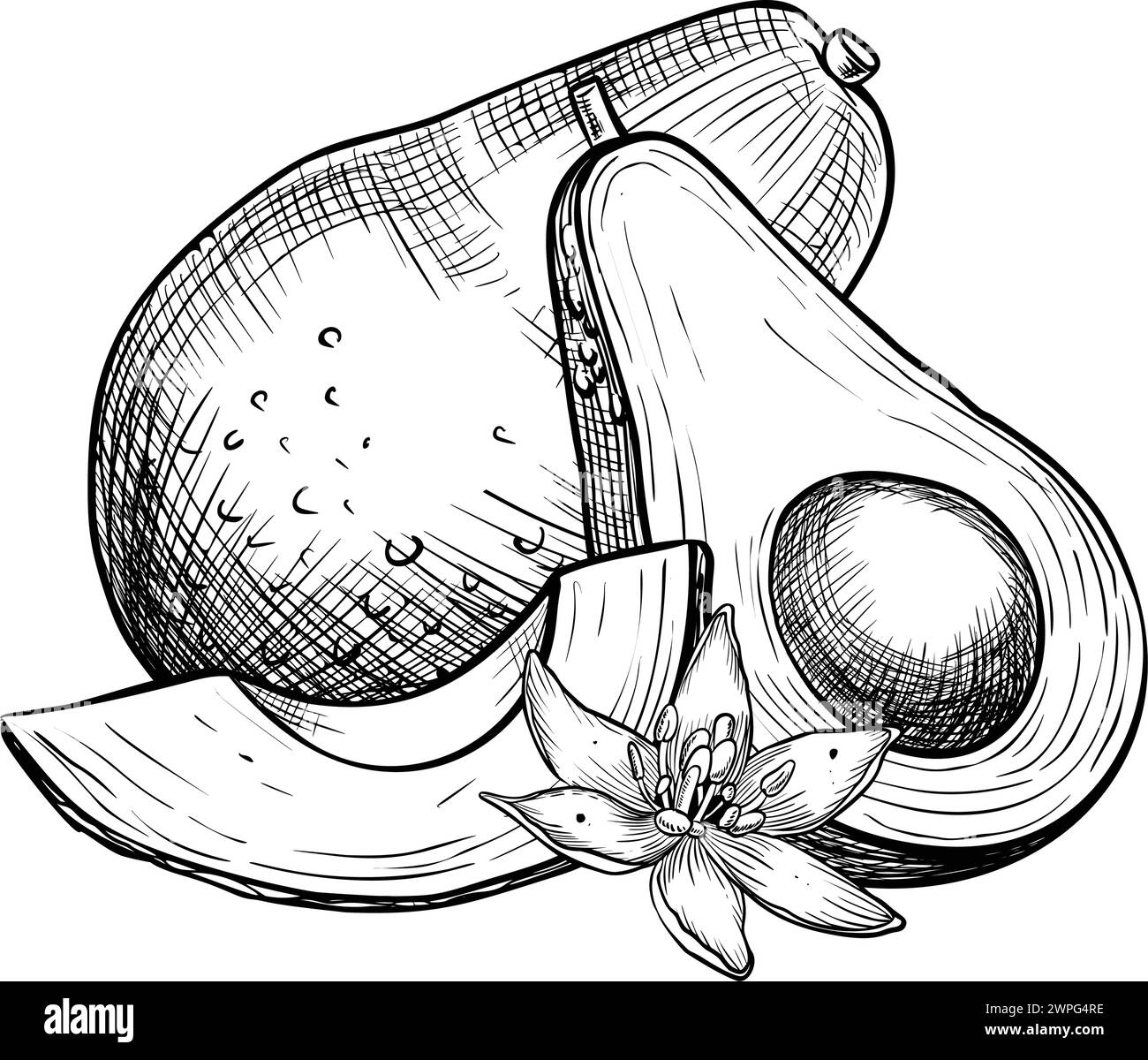 Avocado with flower vector illustration. Botanical drawing of Fruit. Vegetable sketch painting in linear style. Vegan organic ecological Food. Hand drawn sketch in black and white colors for logo. Stock Vector