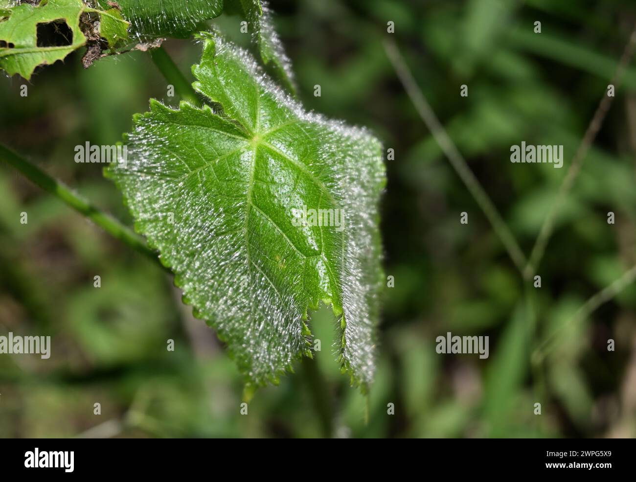 A fresh hairy leaf of a musk mallow (Abelmoschus moschatus) plant is glittering due to exposure to sunlight Stock Photo