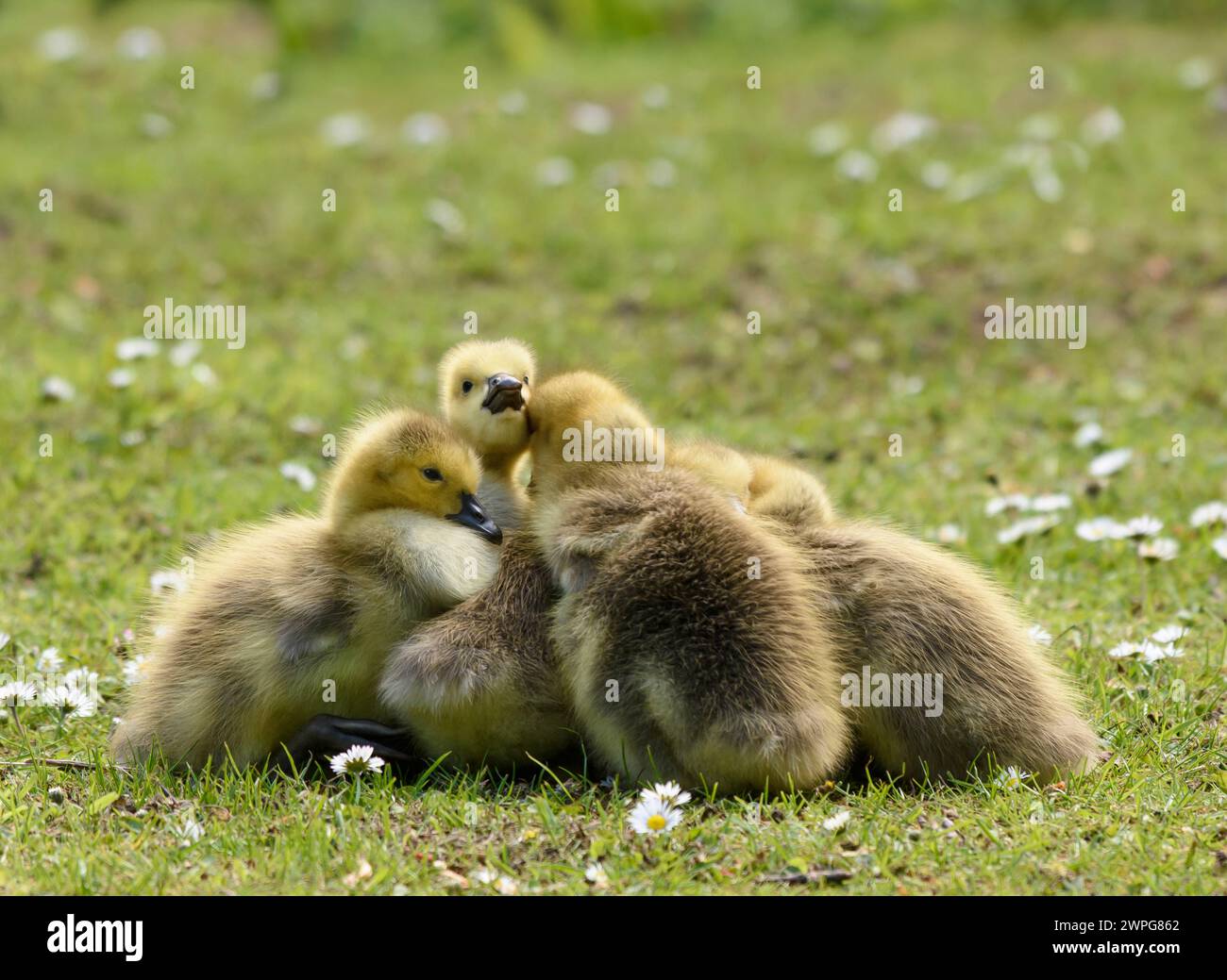 Canada goose, Branta canadensis, several goslings huddled together on a daisy covered bankside, May. Stock Photo