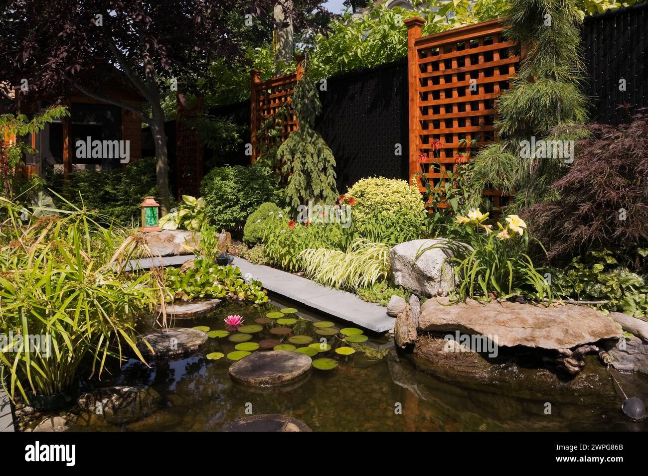 Pond with stepping stones, pink Nymphaea - Water Lily, Cyperus papyrus, Eichornia crassipes - Water Hyacinth, yellow Hemerocallis - Daylilies, Acer. Stock Photo