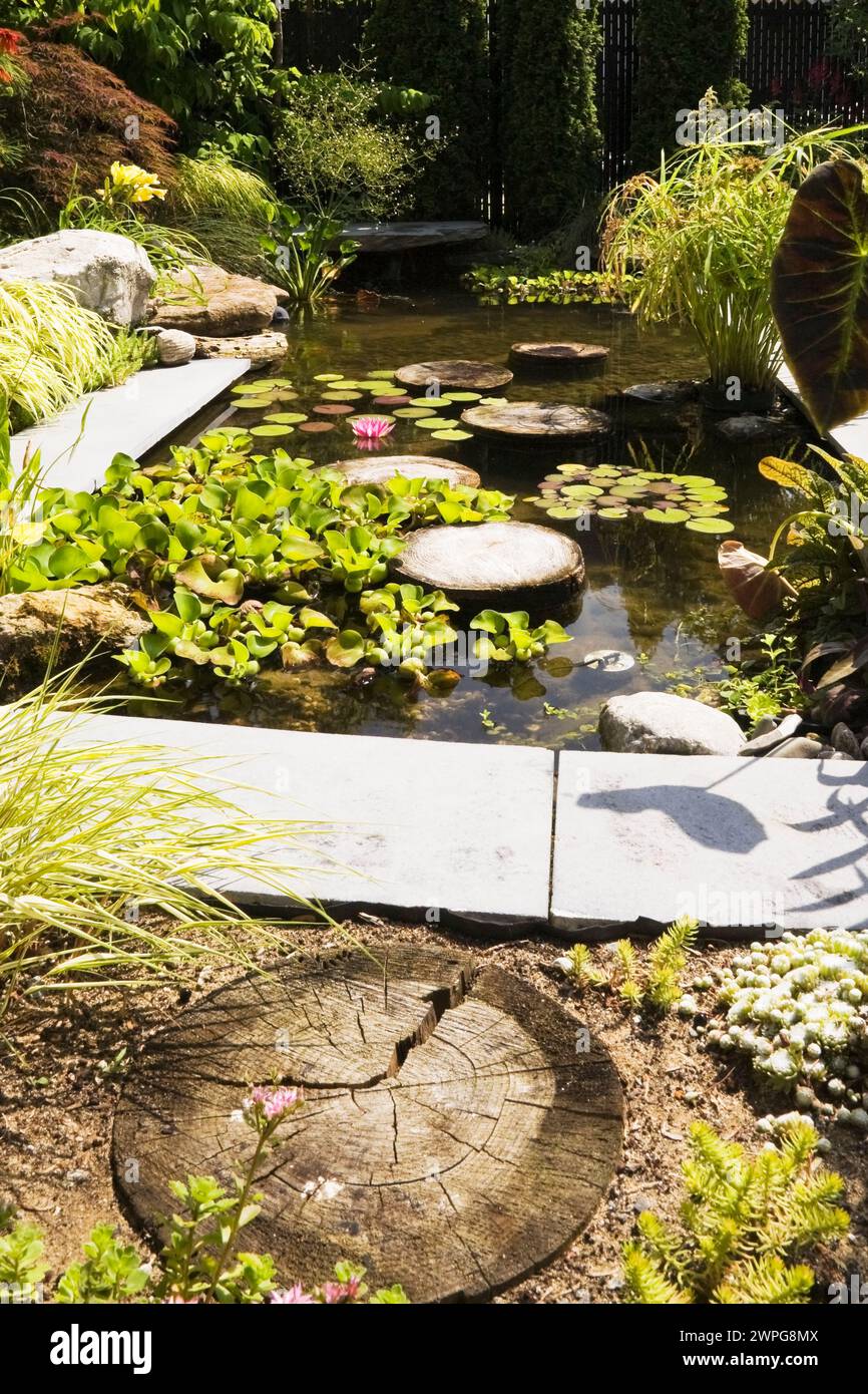 Pond with Eichornia crassipes - Water Hyacinth, pink Nymphaea - Water Lily, Colocasia - Elephant-Ear, Acer Japonicus - Japanese Maple tree in summer. Stock Photo