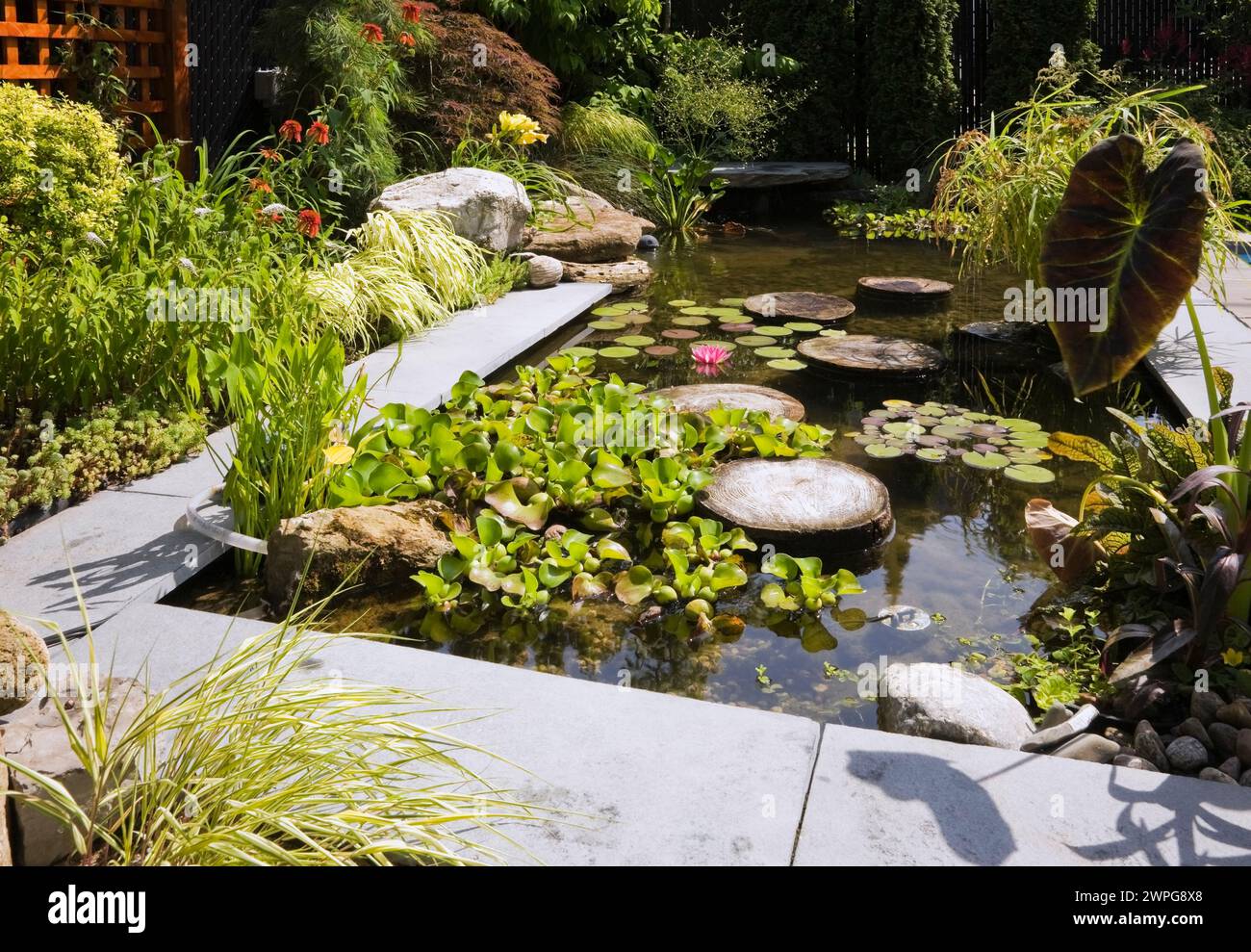 Pond with stepping stones, Eichornia crassipes - Water Hyacinth, pink Nymphaea - Water Lily, Colocasia - Elephant-Ear, Acer Japonicus - Japanese Maple. Stock Photo