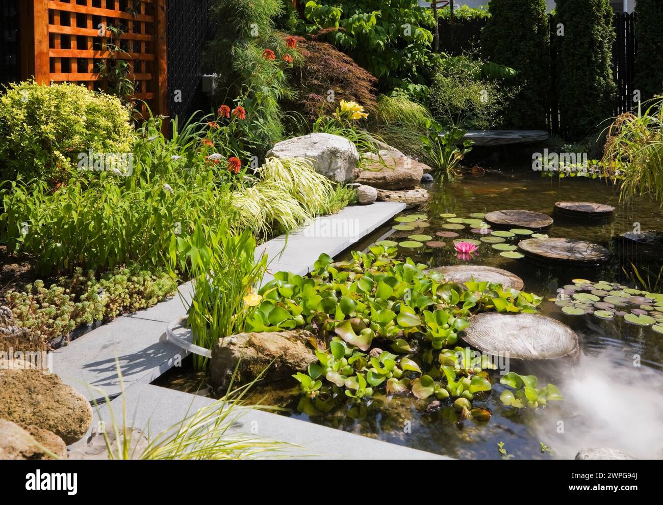 Pond with stepping stones, Eichornia crassipes - Water Hyacinth, pink Nymphaea - Water Lily, red Echinacea 'Hot papaya' - Coneflowers. Stock Photo