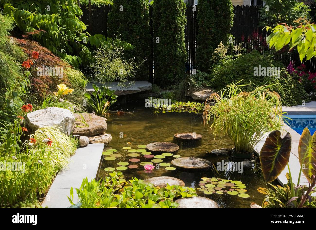 Pond with stepping stones, Eichornia crassipes - Water Hyacinth, pink Nymphaea - Water Lily, Colocasia - Elephant-Ear, red Echinacea 'Hot papaya'. Stock Photo