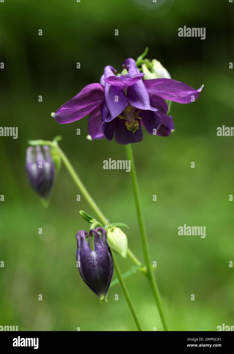 Wild Columbine, Aquilegia vulgaris, Ranunculaceae. Stock Photo