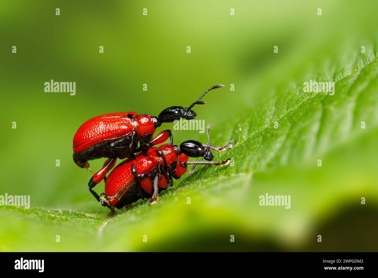 Two attelabidae (beetles) mating Stock Photo