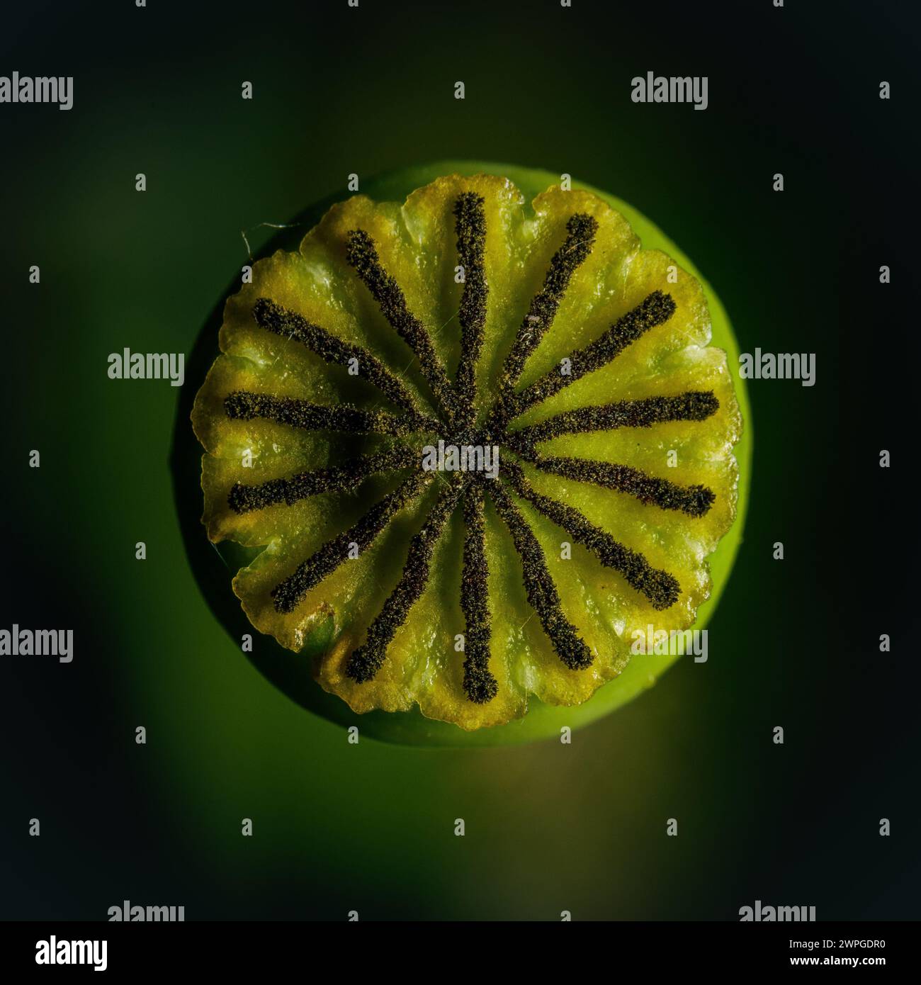 Seed capsule of a poppy Stock Photo - Alamy