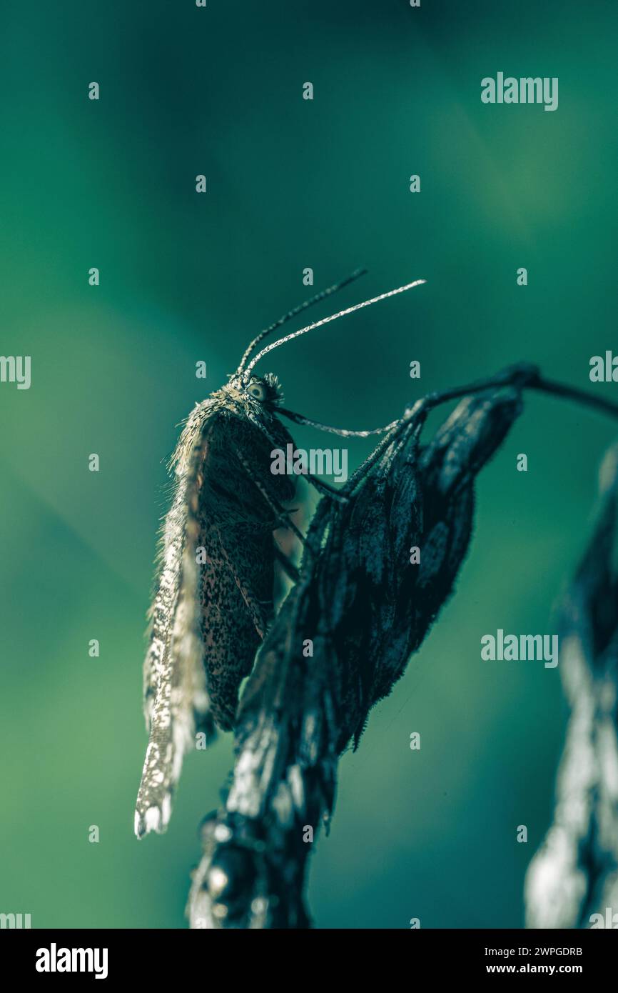 common heath (Ematurga atomaria), Moth Stock Photo