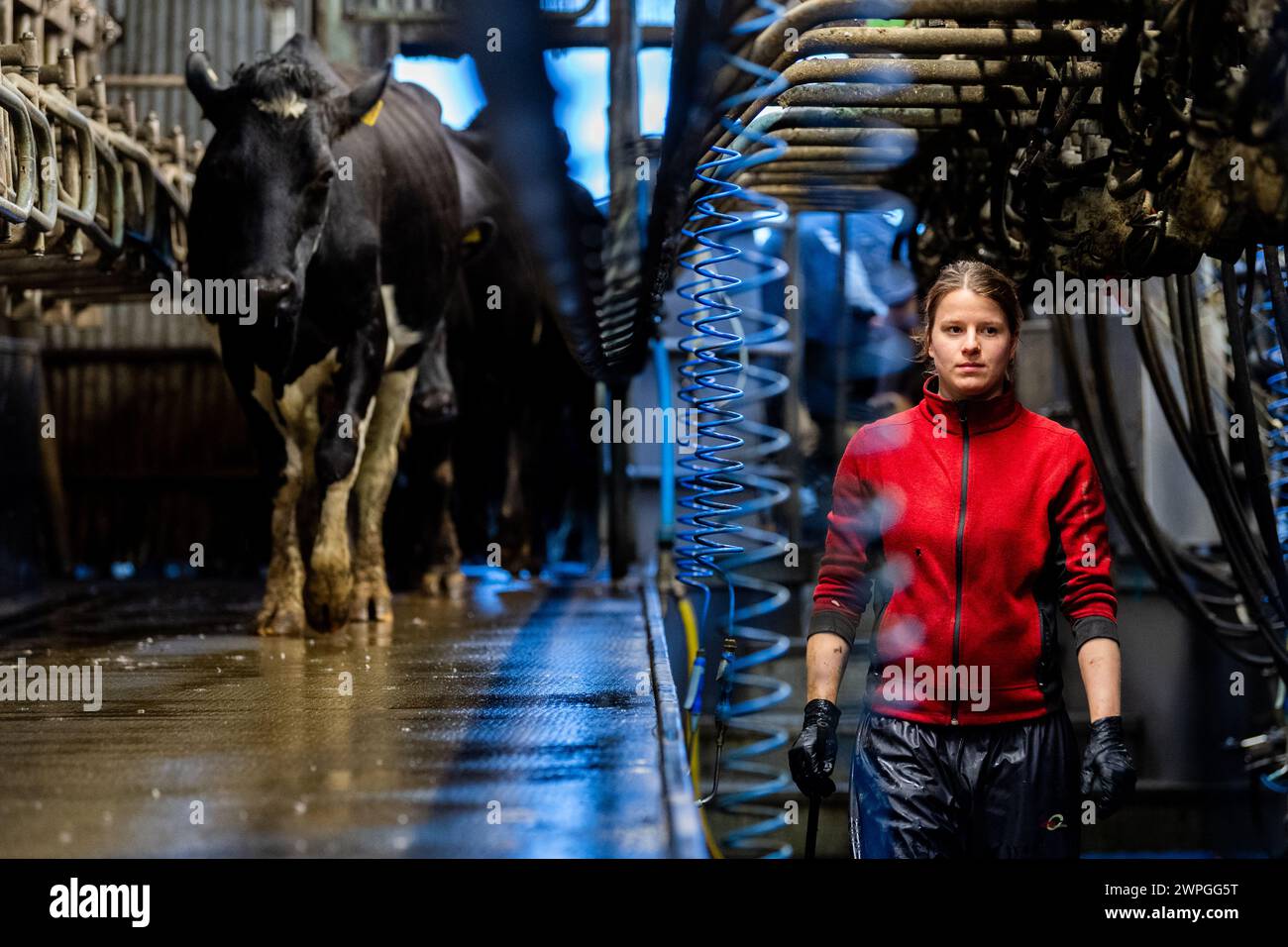 Female farm hand milking a herd of cows on a dairy farm in Timoleague, West Cork, Ireland. Stock Photo