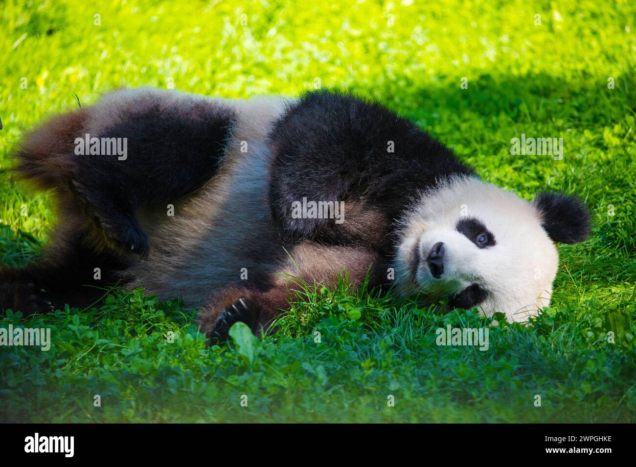 cheerful playing pandas on green lawn. Rare endangered animals