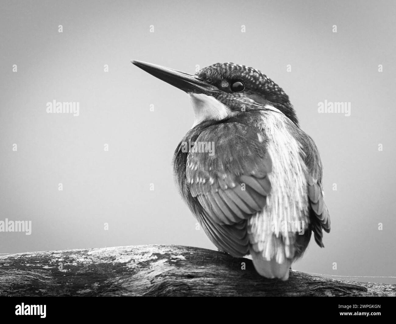 A kingfisher perched on a branch Stock Photo