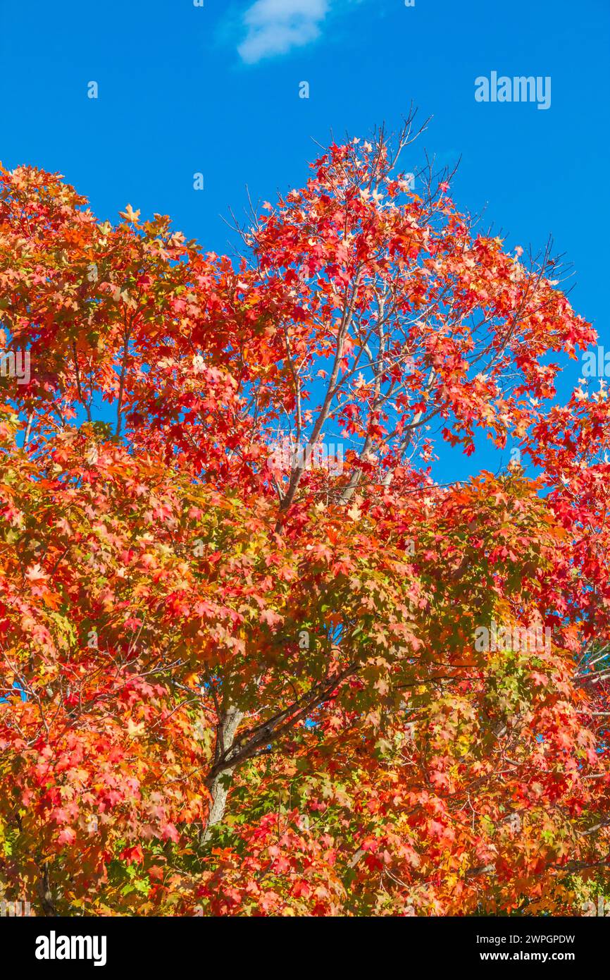 Fall color in Maple tree in Colonial Williamsburg Historic District in Virginia. Stock Photo