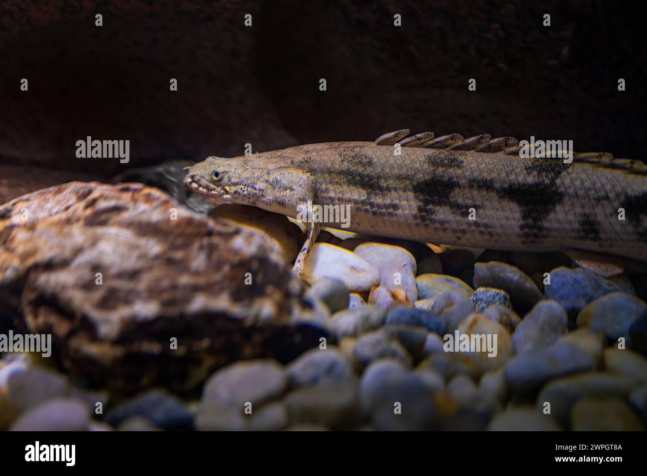 Saddled Bichir (Polypterus endlicheri) - Freshwater fish Stock Photo