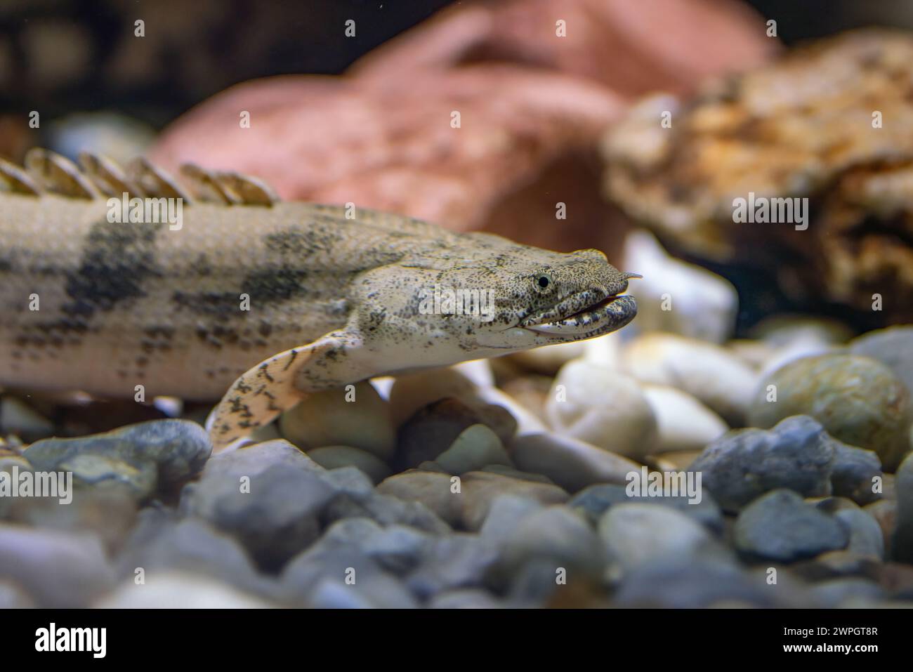Saddled Bichir (Polypterus endlicheri) - Freshwater fish Stock Photo