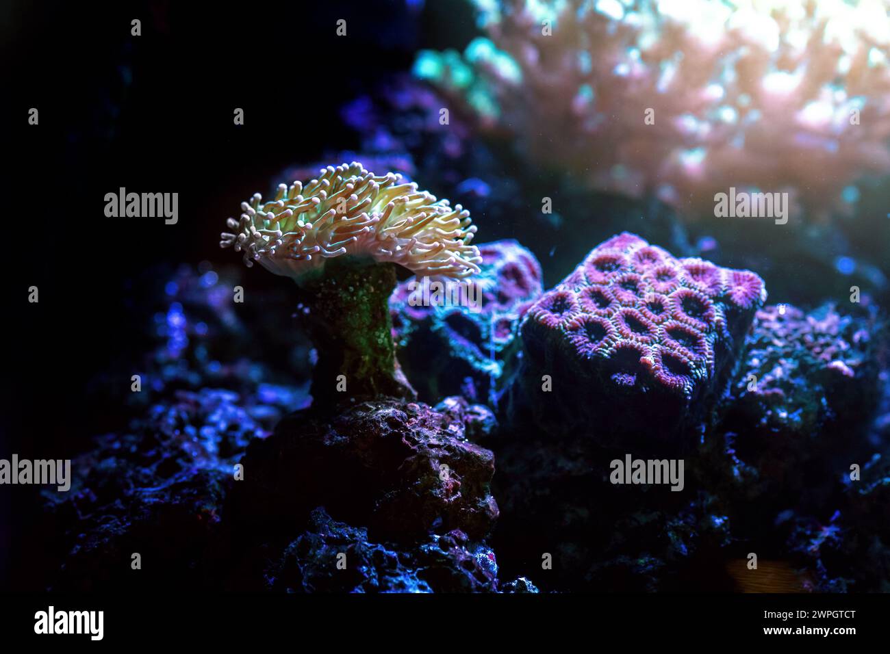 Aquarium Torch Coral (Euphyllia sp.) Stock Photo